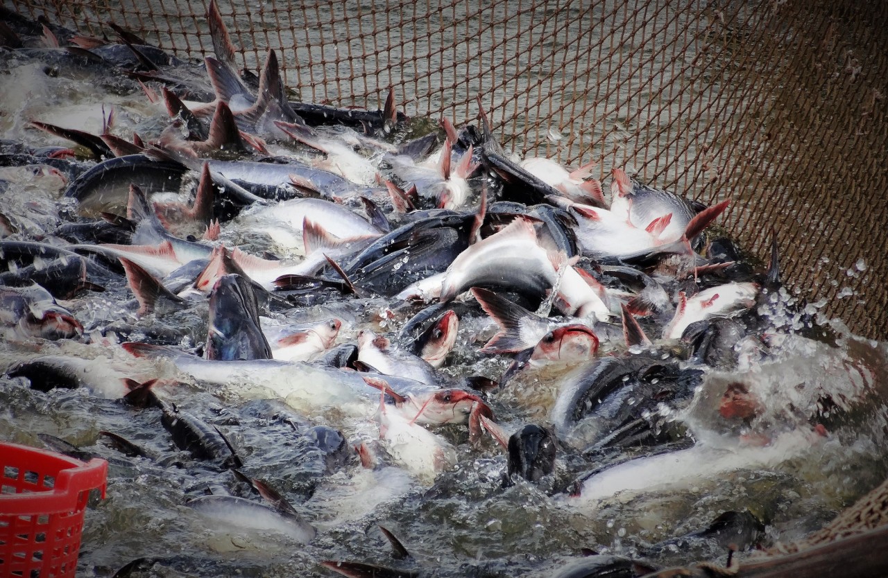 Les exportations vietnamiennes de pangasius se redressent progressivement